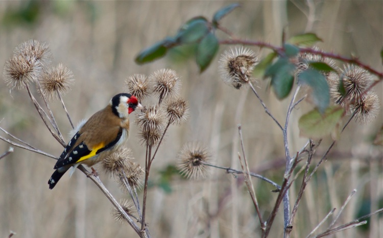 ©Thea Powell Gold finch - I saw two of these less than one minute walk from my house. This photo is not in London. 